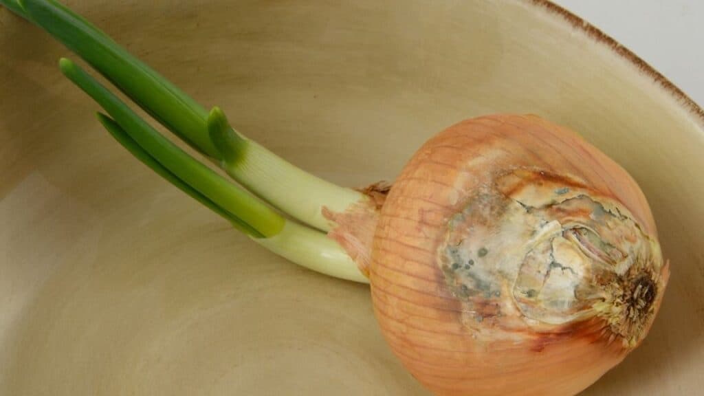 Can You Eat Onion with Black Mold