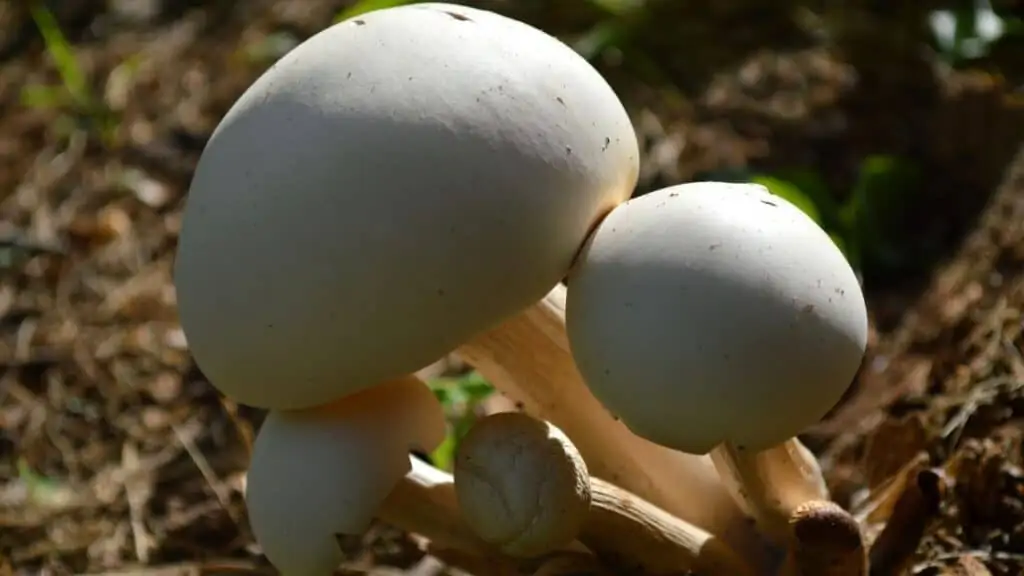 Can mushroom spores affect your health