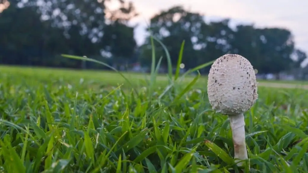 Can mushroom spores grow in your lungs