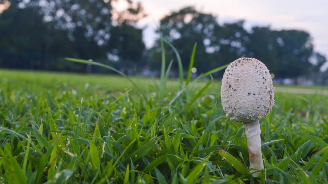 Inhaling Mushroom Spores Symptoms (Breathing, Allergy Triggers)