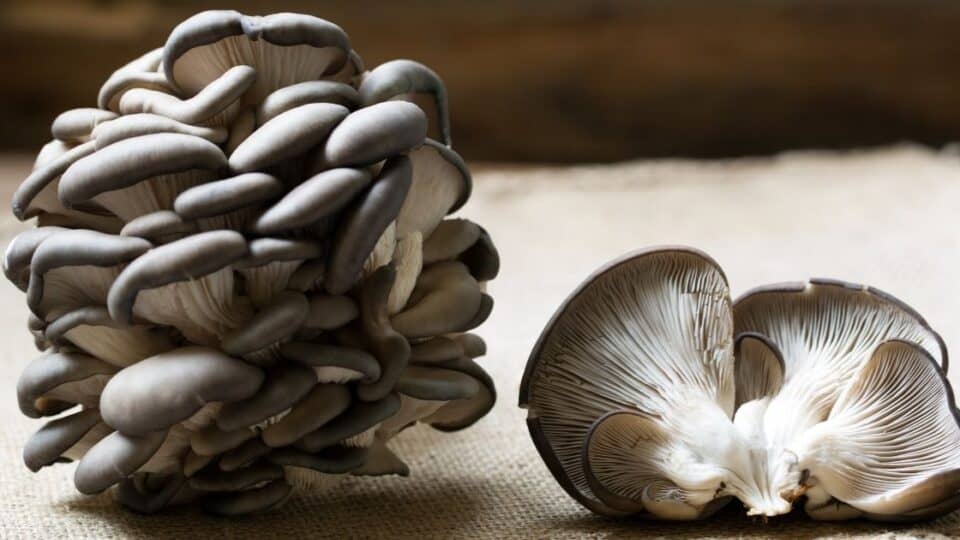 Can Oyster Mushrooms Make You Sick?