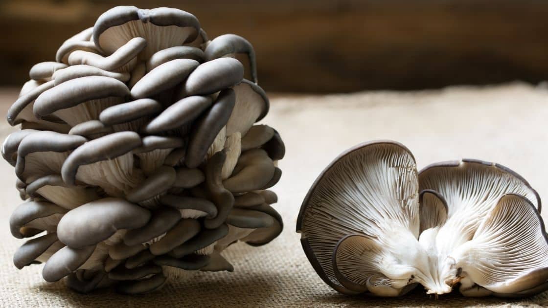 Can Oyster Mushrooms Make You Sick?