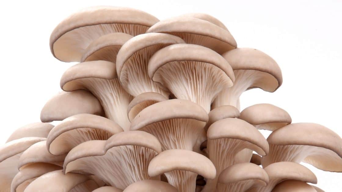 Can Oyster Mushrooms Make You Sick?