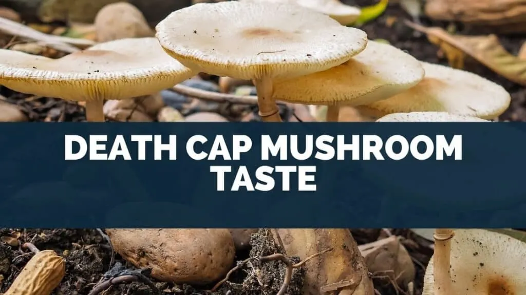 Death Cap Mushroom Taste