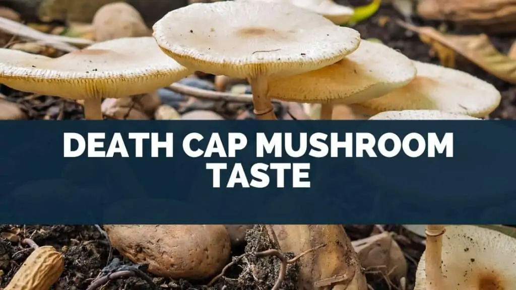 Death Cap Mushroom Taste