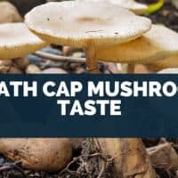 Death Cap Mushroom Taste