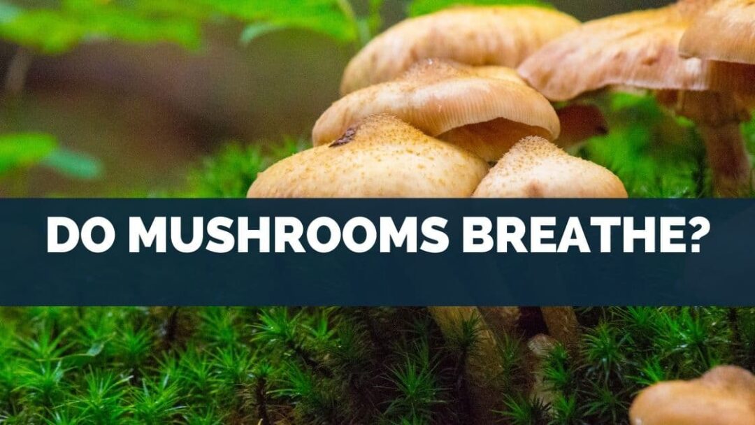 Do Mushrooms Breathe?