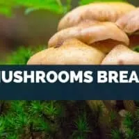 Do Mushrooms Breathe?