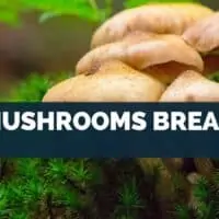 Do Mushrooms Breathe?