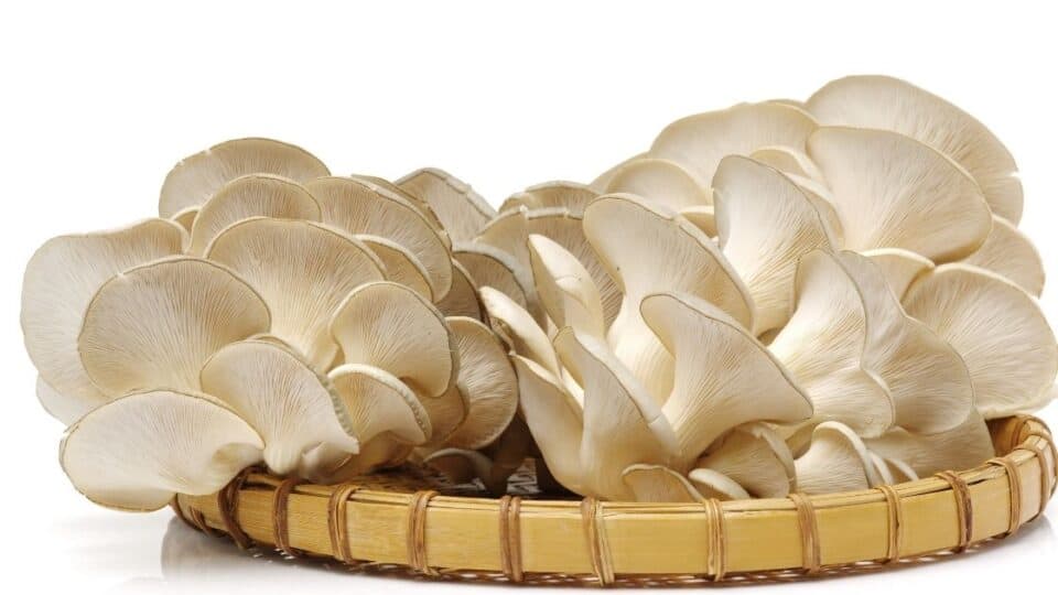 Can Oyster Mushrooms Make You Sick?