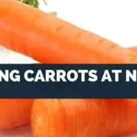 Eating Carrots at Night