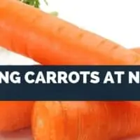 Eating Carrots at Night