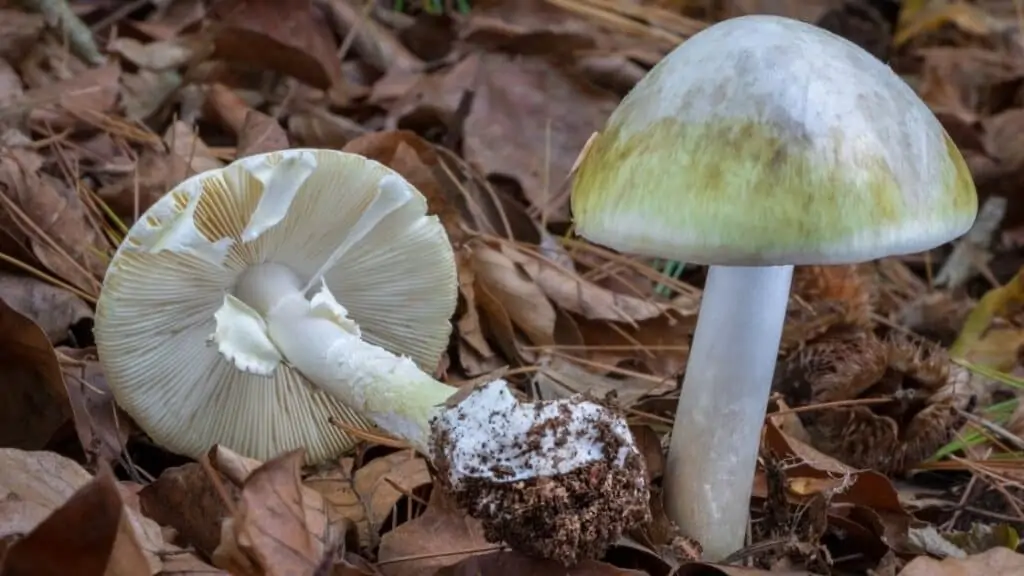Has anyone survived eating a death cap
