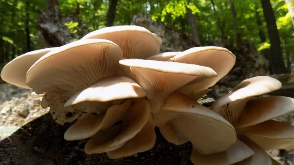 Highest Protein Mushrooms