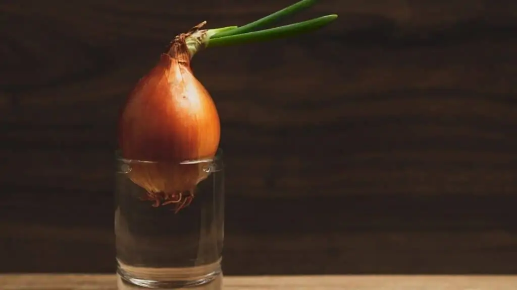 How Do You Make Onion Water