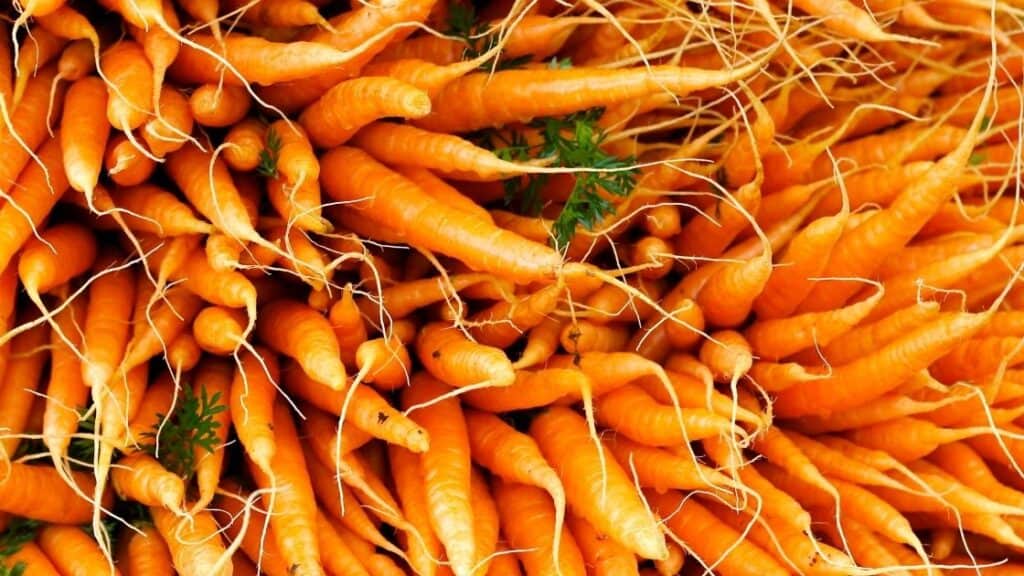 How Many Carrots Are Toxic
