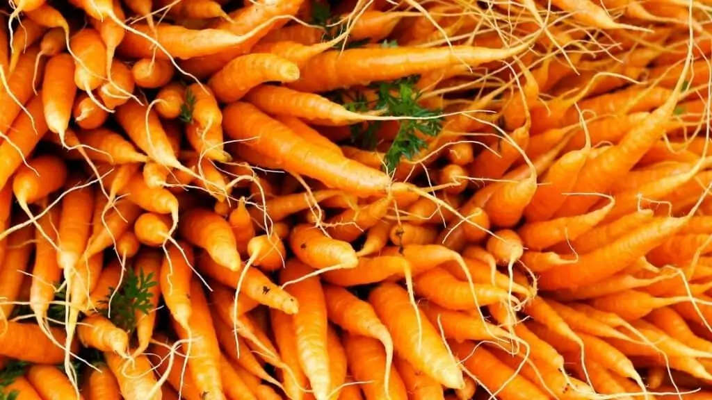 How Many Carrots Are Toxic
