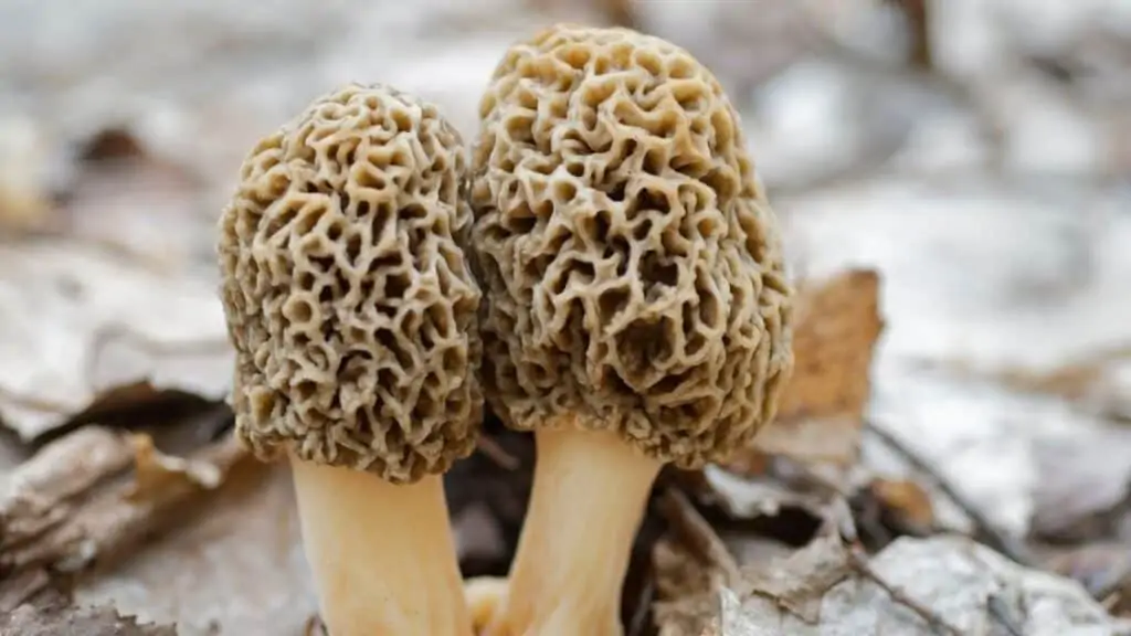 How do morel mushrooms reproduce?