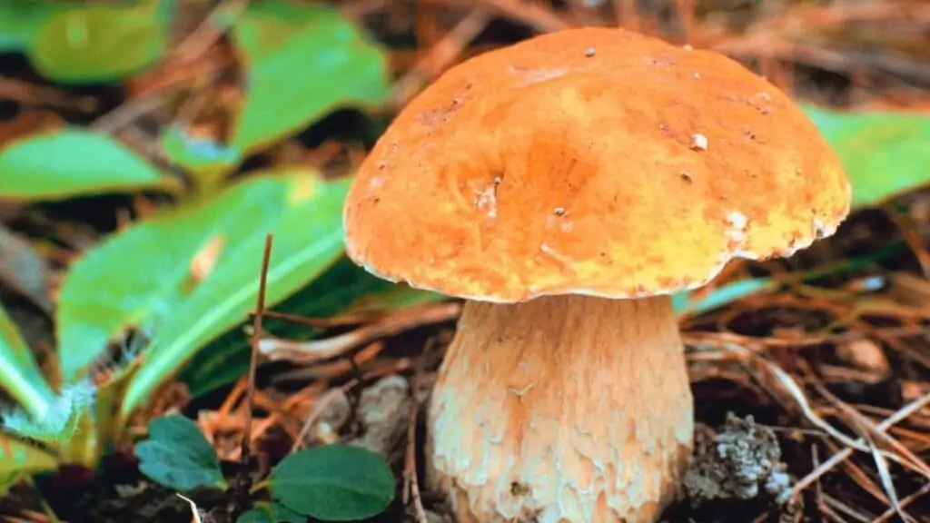 How does a mushroom get nutrients