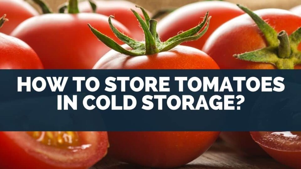 How To Store Tomatoes In Cold Storage? [Fridge Or Freezer]