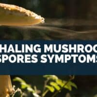 Inhaling Mushroom Spores Symptoms