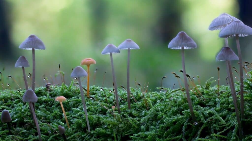 Is Blue Mycena mushroom poisonous