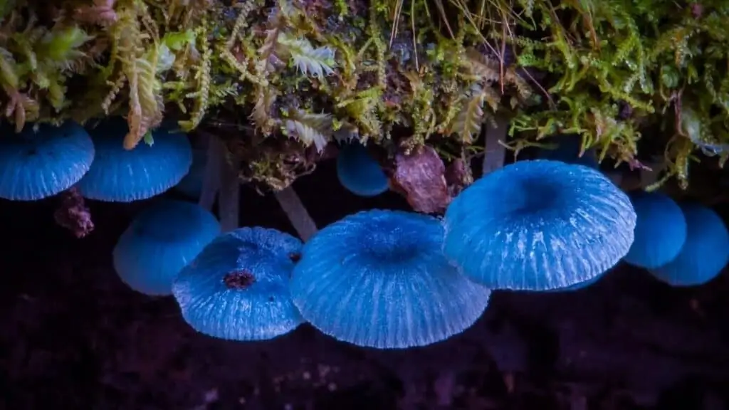 Is Mycena interrupta edible