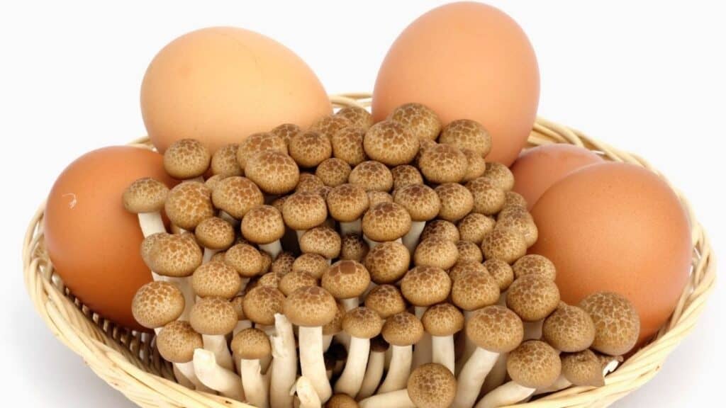 Is it ok to eat eggs and mushrooms together