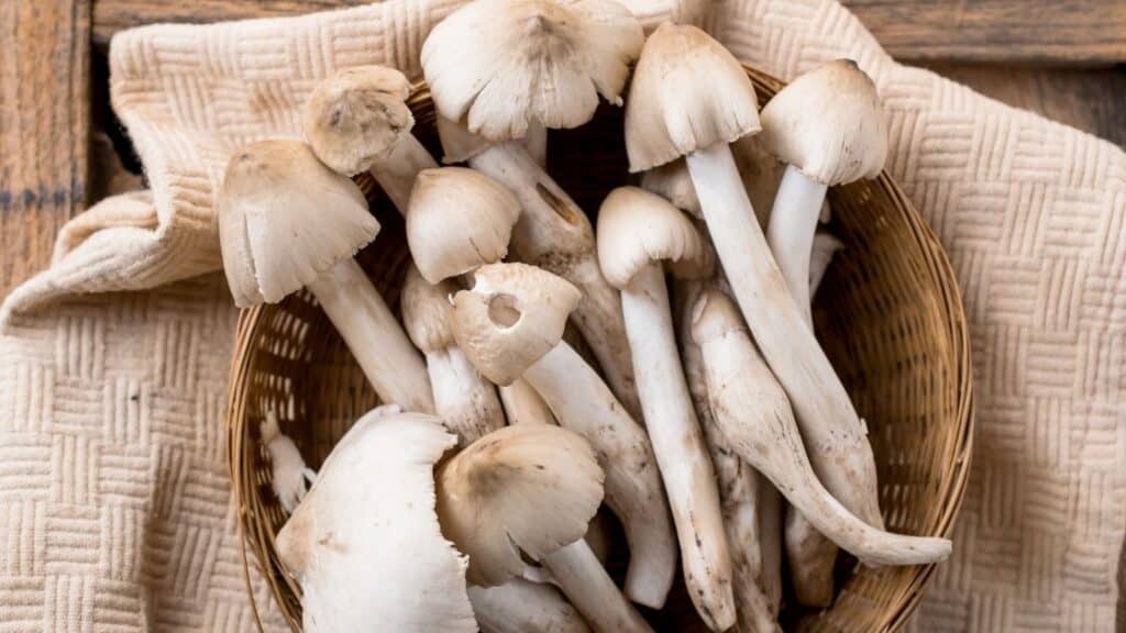 Is mushroom haram in Islam
