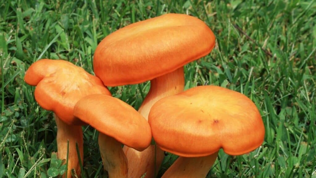 Is orange color mushroom poisonous
