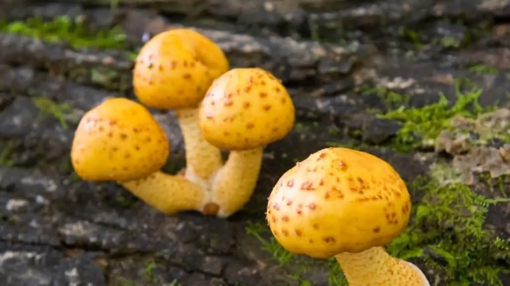 Is yellow mushroom poisonous