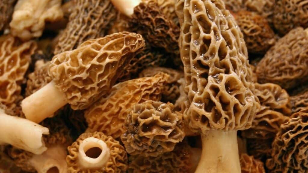 Morel mushroom growing conditions
