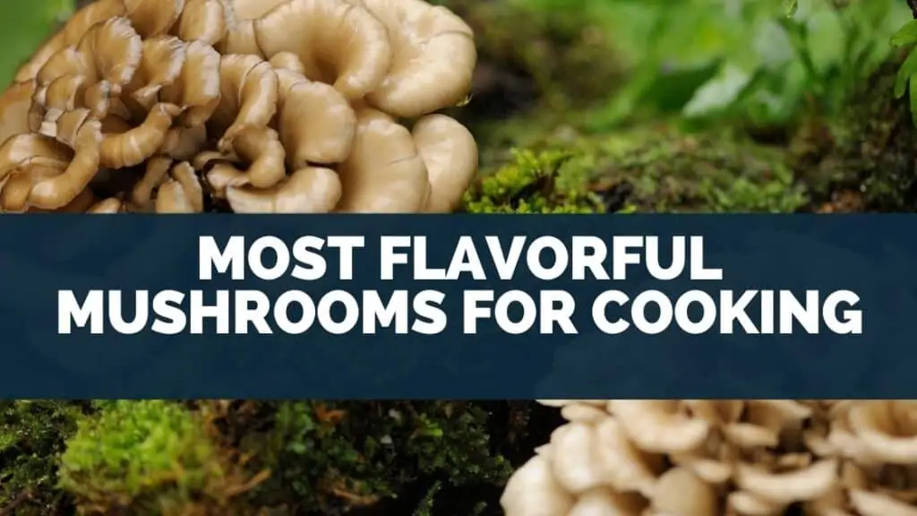 Most Flavorful Mushrooms For Cooking