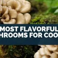 Most Flavorful Mushrooms For Cooking