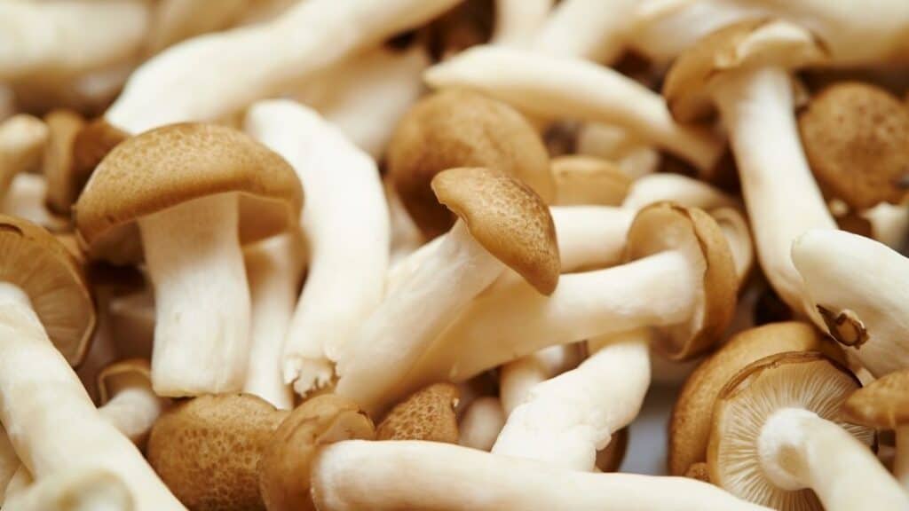 Mushroom allergy vomiting