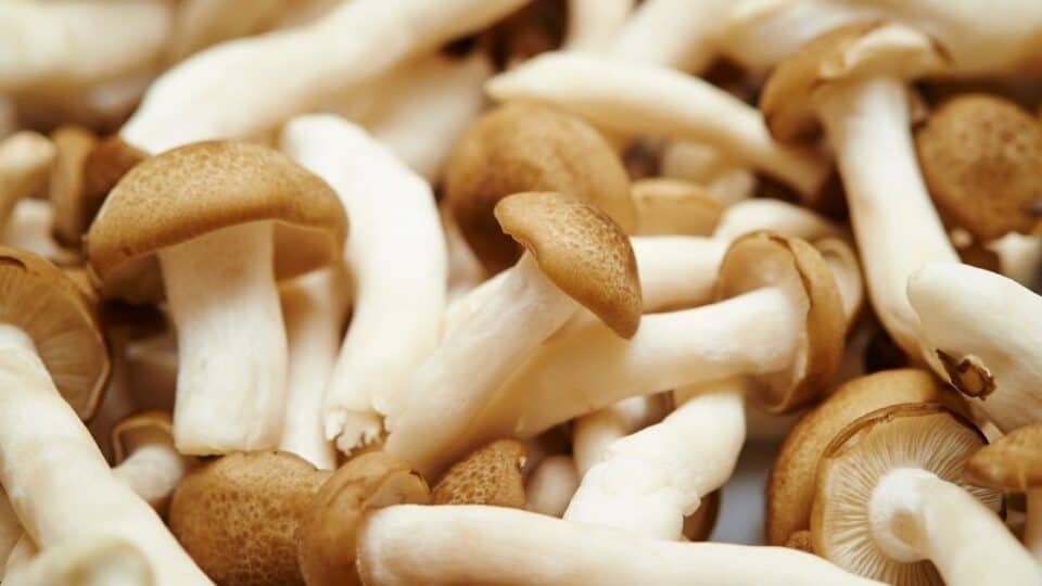 Sudden Mushroom Intolerance [Got These Symptoms?]