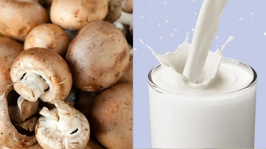 Mushroom and milk combination