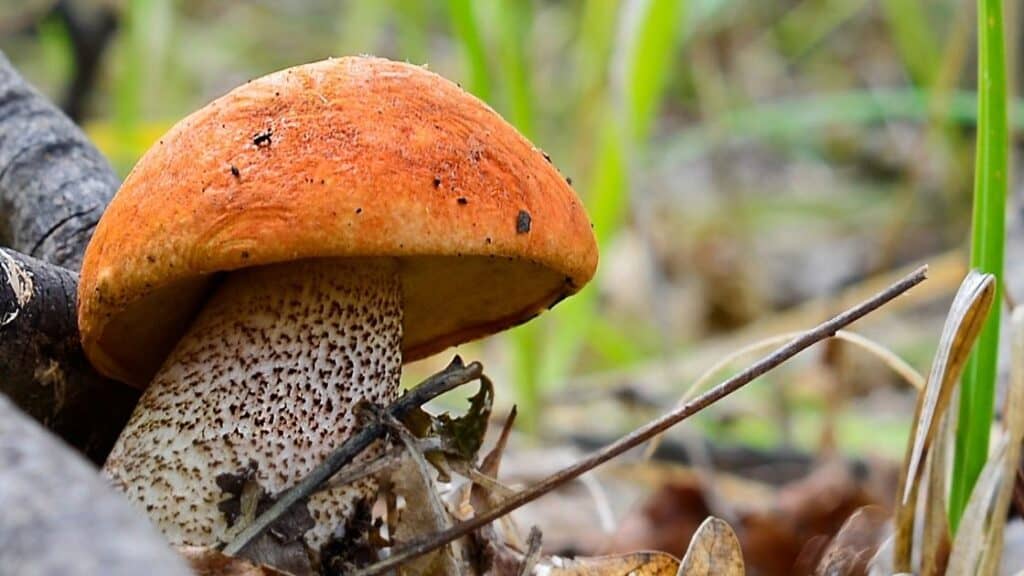 Mushroom purine content