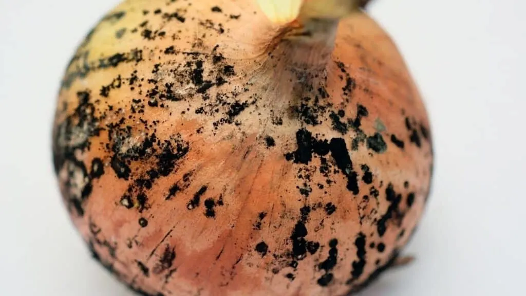 What Happens if You Eat Moldy Onions