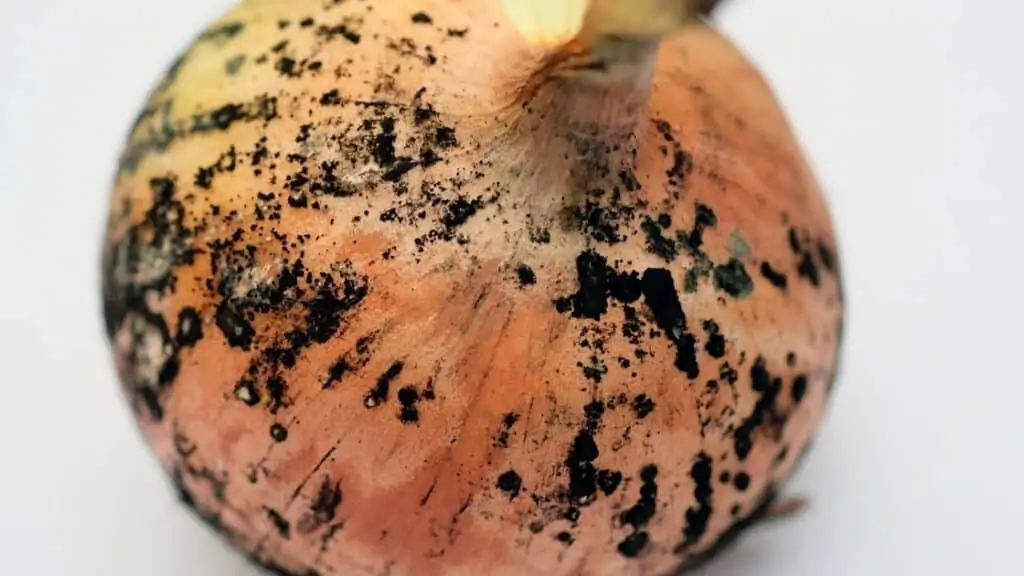 What Happens if You Eat Moldy Onions