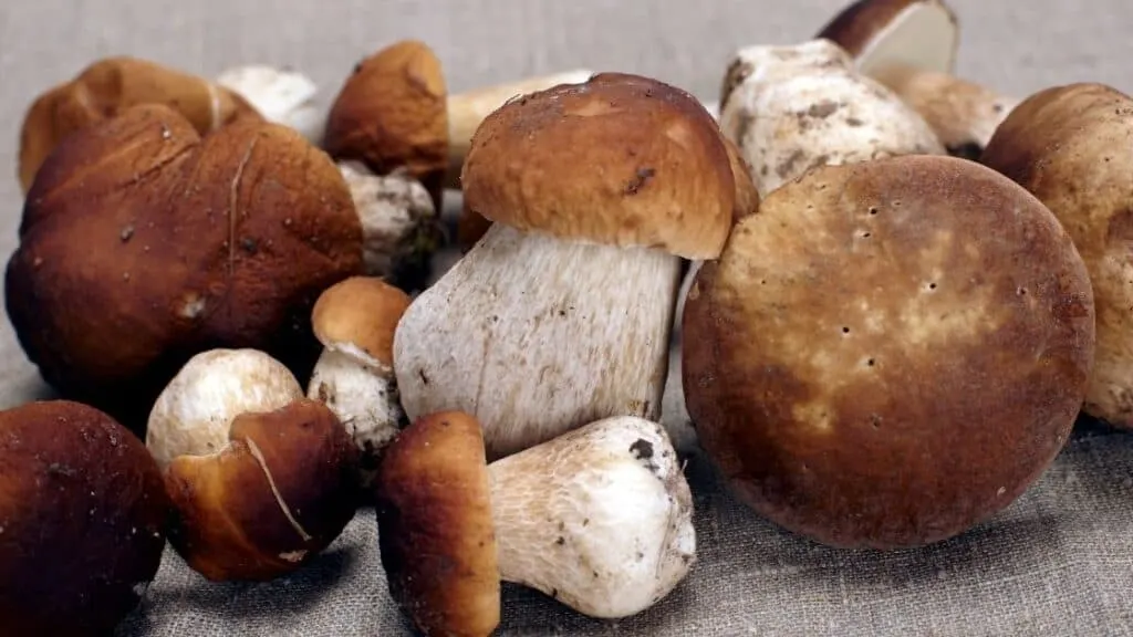 What are French cepes