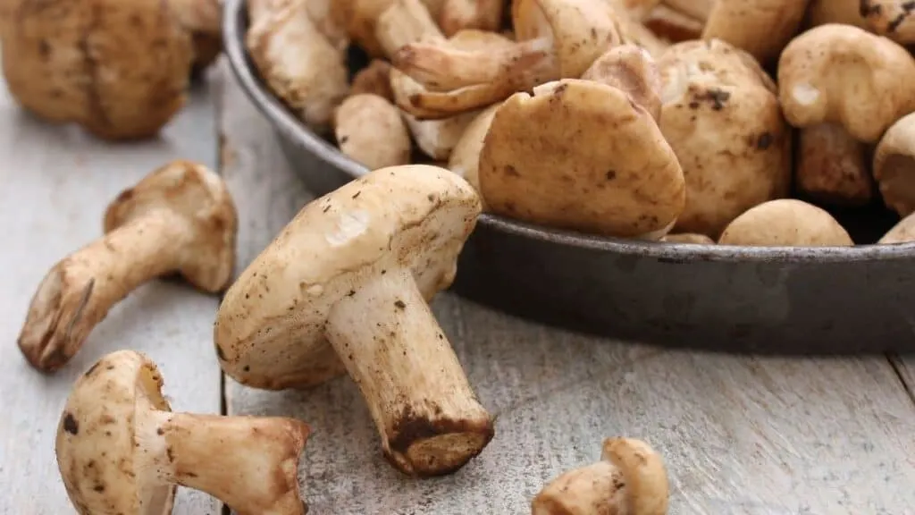 What are French mushrooms