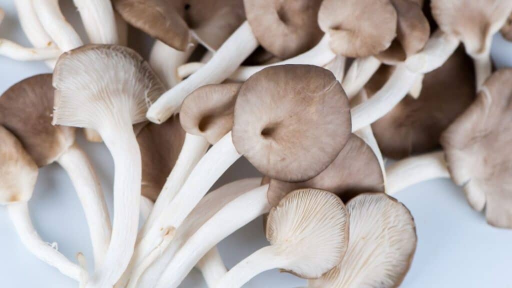 What are the most popular gourmet mushrooms