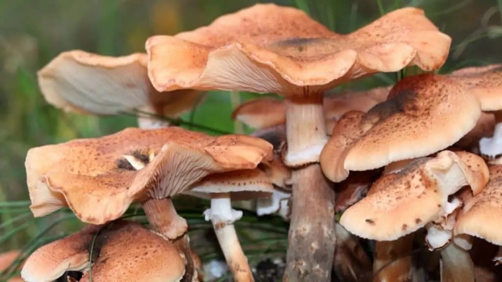 What are the symptoms of mushroom allergy