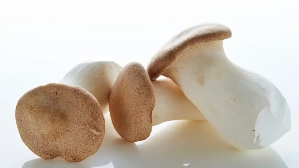 What are the symptoms of mushroom intolerance
