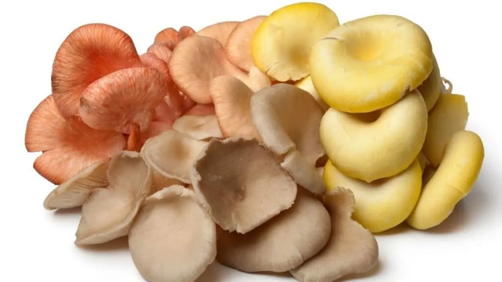 What do raw oyster mushrooms taste like