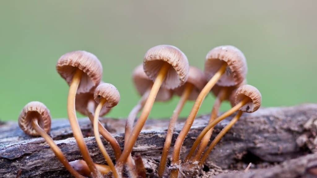 What happens if I breathe in mushroom spores
