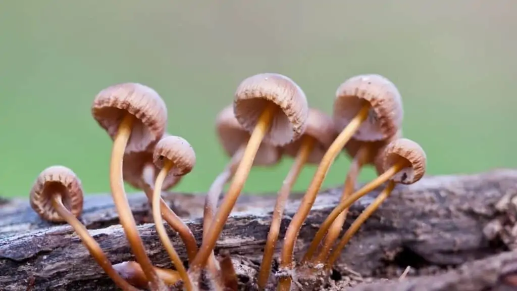 What happens if I breathe in mushroom spores