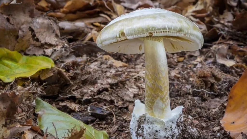 What happens if you eat a death cap mushroom
