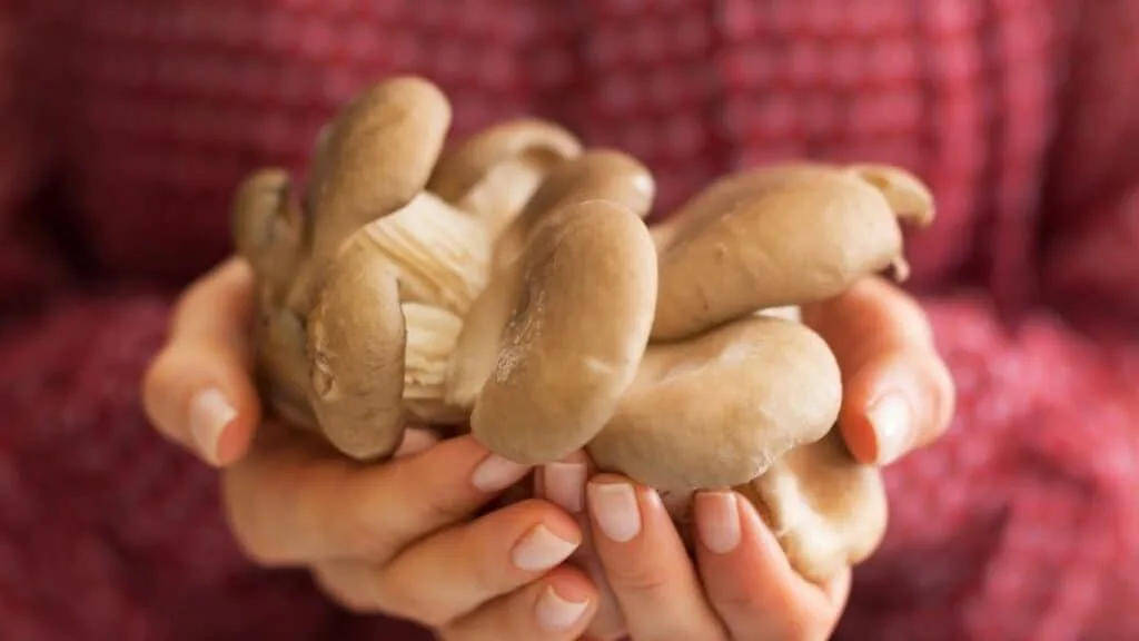 What happens if you eat oyster mushrooms raw